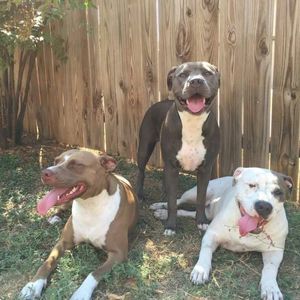 Meet your Posher, Insun